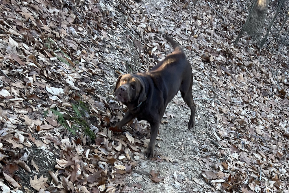 Dog on the loose on Hines Chapel Trail in Reedy Fork